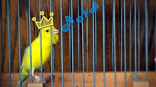 Yellow canary Singing  Kanarienvogel Gesang  Canary Song russian Canary 🎵 [upl. by Blau825]