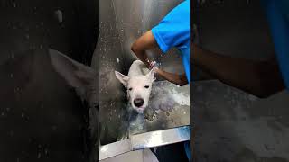 Keya se Keya ho gaya😜🤪trending ytshorts viralvideo funnyanimal grooming likeandsubscribe❤️‍🔥🔥🙏 [upl. by Elacsap]