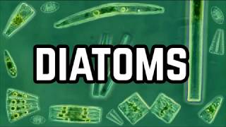 What are Diatoms Why Are They So Important To Life [upl. by Edmondo]