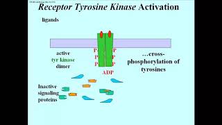 319 Receptor Kinase Signal Transduction [upl. by Akimed853]