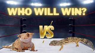 Crested Gecko VS Leopard GeckoWhich Is The Better Pet [upl. by Calica]