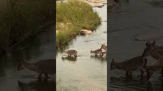 Waterbuck Jumping a River 🦌🦌🦌🦌🦌 wildlife animals nature [upl. by Lehcor]