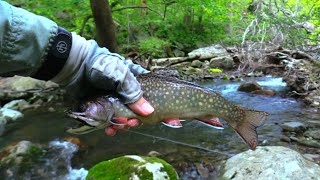 Trout Streams of Shenandoah National Park VA [upl. by Jeni]