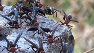 MARIMBONDOCABOCLO POLISTES CANADENSIS TANZALA VESPADEPAPELVERMELHO INSETOS VENENOSOS [upl. by Ecnarrat463]