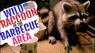 Wild Raccoon Stays For Dinner In The Barbecue Area [upl. by Narba]