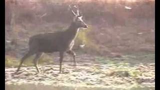 Exclusive wild animalsEndangered Barasingha Swamp Deer [upl. by Enihpesoj]