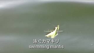 泳ぐカマキリ swimming mantis [upl. by Callista]