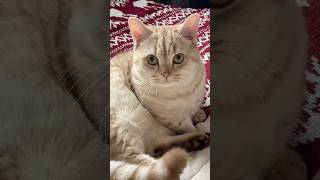 Milo’s way or else cat cats catsofinstagram catsoftiktok funnycats catsofyoutube catlover [upl. by Davide44]