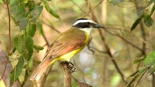 Great Kiskadee  Pat ONeil Bird IDs [upl. by Ardnait944]