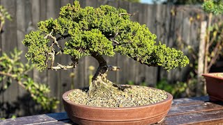 Deadwood on old Juniper Bonsai [upl. by Sidnee]