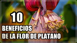 10 Sorprendentes Beneficios de la Flor de Plátano para tu Salud [upl. by Anwahsad]