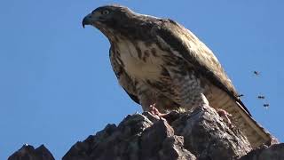 Wildlife in EBRPD Parks in Late September 2024 v2 [upl. by Ennahgem]