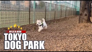 My favorite Dog Parks of Tokyo ドッグラン 犬 [upl. by Sucitivel]