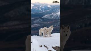 Snow White Wolf Family With Cubs  A Rare and Magical Moment in the Wild wolf cuteanimal wildlife [upl. by Inigo]