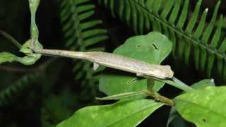 Costa Rican Wildlife Day 2 Amphibians Birds Insects amp Howler Monkeys 2014 [upl. by Suilmann]