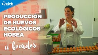 Conocemos la producción de los huevos ecológicos Hobea [upl. by Bundy]