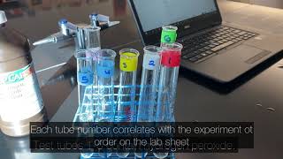 Biology Catalase  Hydrogen Peroxide Experiment [upl. by Sharl672]