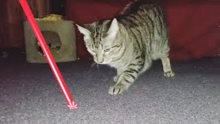 Cats Playing with Laser Pointer [upl. by Airda]