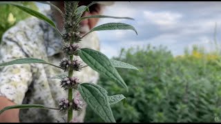 How to Grow and Harvest Motherwort with Michael Pilarski quotSkeeterquot [upl. by Mcmillan]