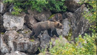 Osos en el Parque Nacional de Somiedo septiembre de 2024 [upl. by Runkel]