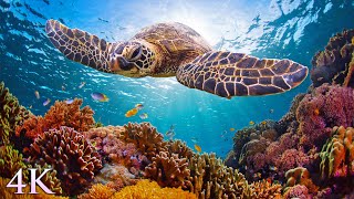 11HRS of 4K Turtle Paradise  Undersea Nature Relaxation Film  Meditation Music by Jason Stephenson [upl. by Gunther]