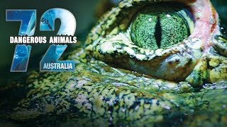 OS 72 ANIMAIS MAIS PERIGOSOS DA AUSTRÁLIA [upl. by Eimarej]