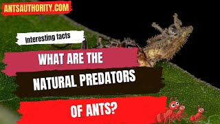 What Are The Natural Predators Of Ants [upl. by Trella413]