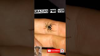 Araña Negra y Blanca Mascota ideal 🤗 menemerus semilimbatus [upl. by Ayik]