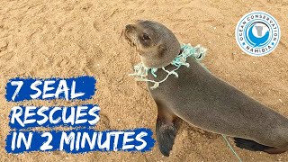 7 Seal Rescues In 2 Minutes [upl. by Sherburne]