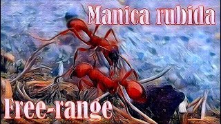 🐜 Manica rubida  Wolny wybieg [upl. by Nort72]