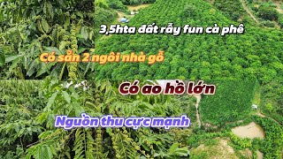 3h5 đất rẫy fun cà phê siêu đẹp cần bán [upl. by Indyc]