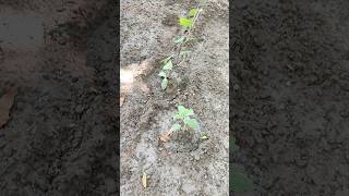 Co curricular activity kavijakhar art cocurricularactivities youtube shorts gardening [upl. by Skell993]