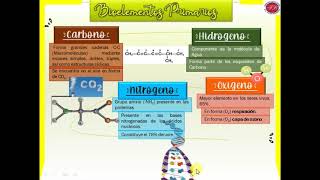 Bioelementos primarios [upl. by Demetre81]