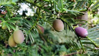 Picking Tasty Plum Yew Cephalotaxus sinensis and Yew Taxus baccata [upl. by Harilda]