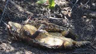 Matingcourtship of Blainville’s coast horned lizard [upl. by Mirth]