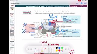 spinal cord anatomy and tracts neurology 59  First Aid USMLE Step 1 in UrduHindi [upl. by Ag]