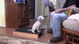 English Setter Puppies  Positive Reinforcement Training  12 26 15 [upl. by Daryl159]