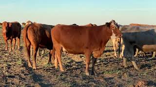 40 Beefmaster Red Angus Charolais and Charolais Cross bred cows 1028  Cattle for sale [upl. by Ebenezer]