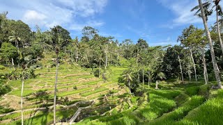 Tegalalang Rice Terrace [upl. by Helena841]