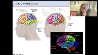 Neuroanatomy  Cortical and Subcortical Structures Lecture [upl. by Ylak505]