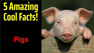 5 Fascinating Facts About Pigs [upl. by Rafaello502]