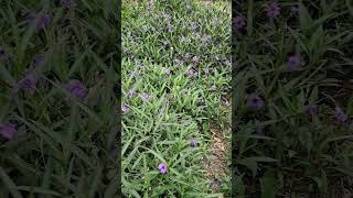 Mexican petunia flower patch blooms garden mexicanpetunia [upl. by Osnohpla]