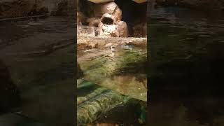 chinstrap penguin Filmed at the Georgia Aquarium in Atlanta GA [upl. by Hcurab]