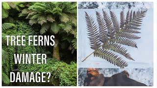 UK Tree Ferns  Winter Freeze Damage [upl. by Rodge]