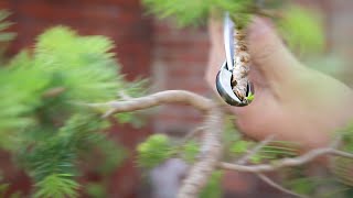 Pruning conifers for bonsai [upl. by Meijer]