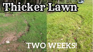 ULTIMATE Guide To OVERSEEDING YOUR LAWN [upl. by Justicz]