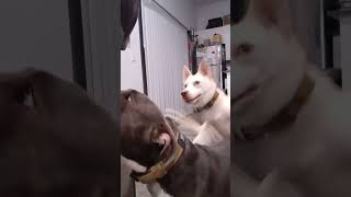 Dogs reaction to Darth Vader Helmet While at old apartment [upl. by Alister]