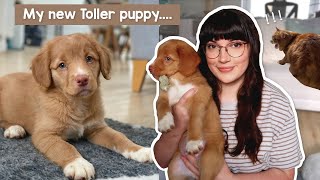 Meet my Nova Scotia Duck Tolling Retriever puppy [upl. by Ninel]