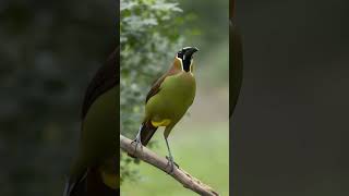 Olive Oropendola amazonrainforest birds birdspecies birdsounds [upl. by Leibman]