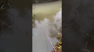 Fishing with a bow on a rainy day shortvideo fishing fyp [upl. by Abbey311]